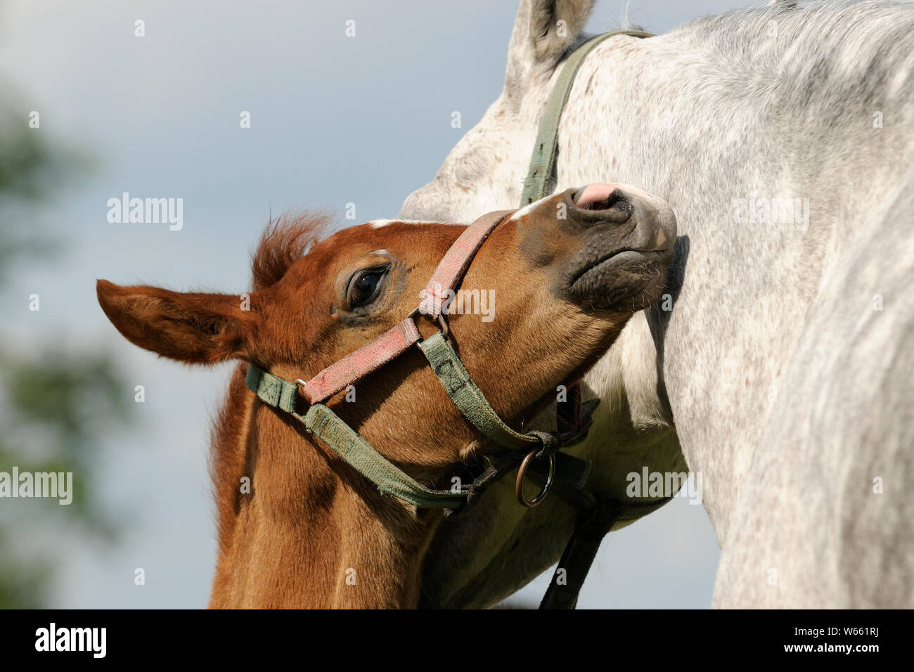 Cheval Arabe, poulain alezan de câlins avec sa mère Banque D'Images