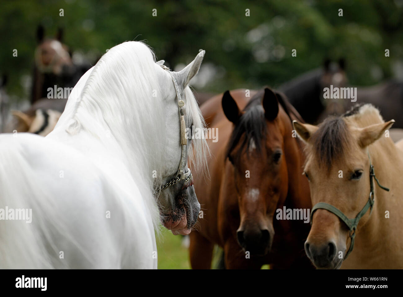 Etalon cheval arabe juments impressionne Banque D'Images