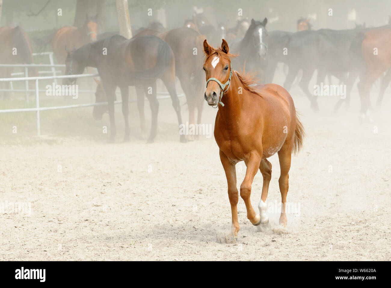 Cheval Arabe, jeune jument alezane trotte dans les enclos Banque D'Images