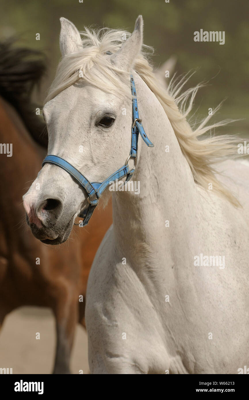 Au galop, cheval arabe mare dans la poussière Banque D'Images