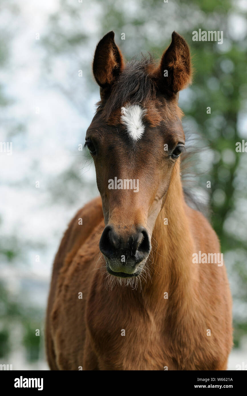 Portrait de cheval arabe, une pouliche brown dans moult Banque D'Images