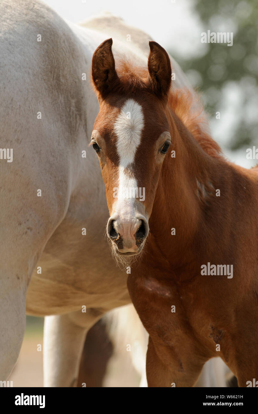 Arabian Horse Chestnut, poulain à côté de sa mère sur l'Alpage Banque D'Images