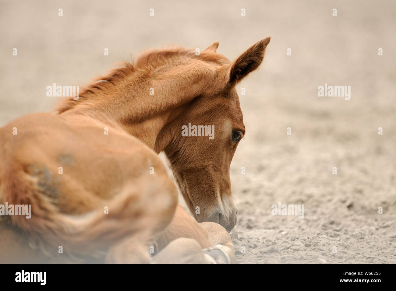 Cheval Arabe, poulain alezan fatigué se reposant dans le sable Banque D'Images