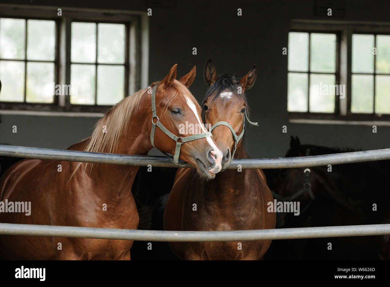 Cheval Arabe, deux jeunes étalons à partir de stable ouvert Banque D'Images