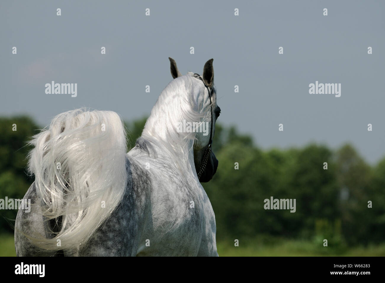 Au galop, cheval arabe jument blanche Banque D'Images