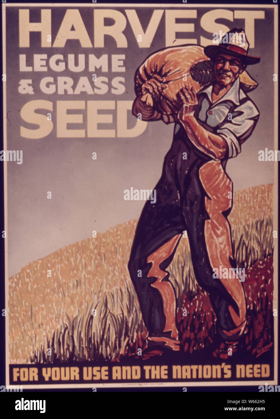 La récolte de semences de graminées et légumineuses Banque D'Images