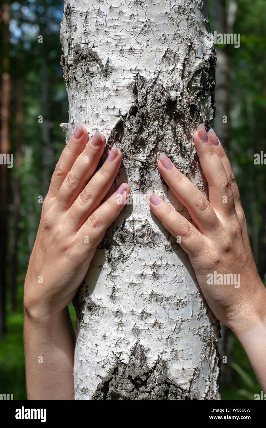 Une fille avec de beaux ongles avec deux mains étreignant un pin dans la forêt. Face n'est pas visible. Le soleil brille. Selective focus sur la main et le bouleau. Banque D'Images