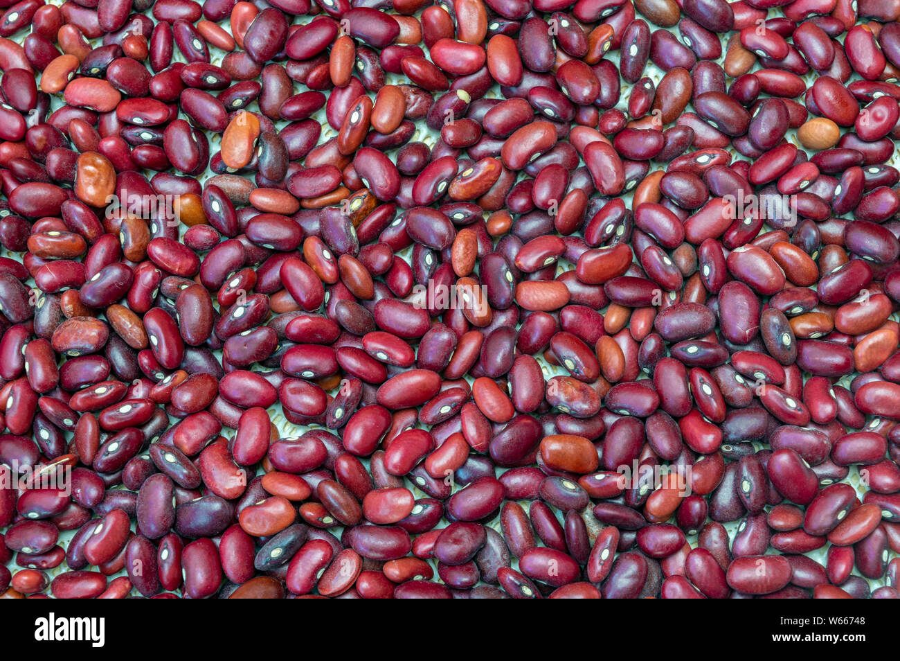 Les haricots rouge texture close up. La nourriture végétalienne saine Banque D'Images