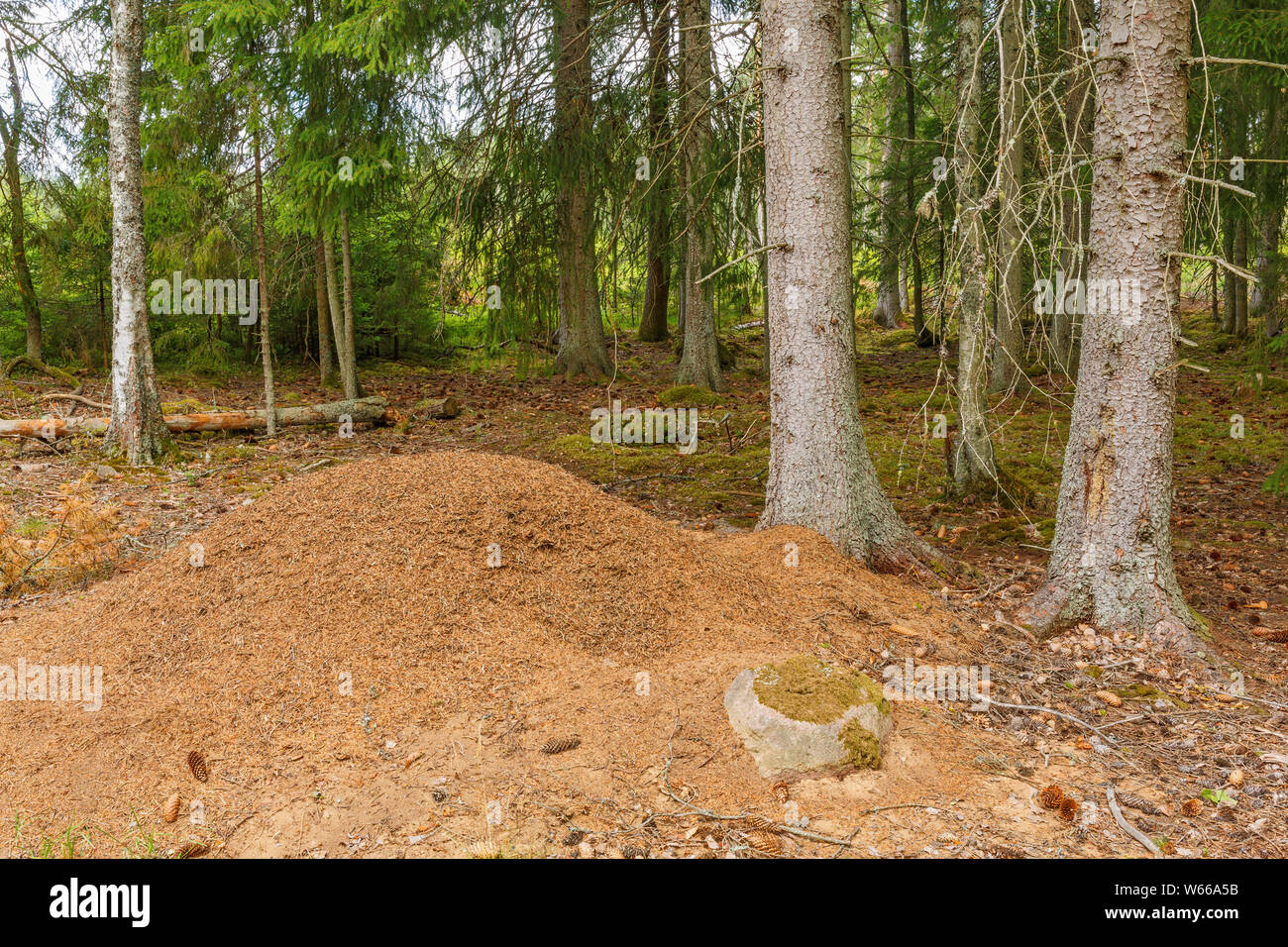 Fourmilière dans une vieille forêt Banque D'Images