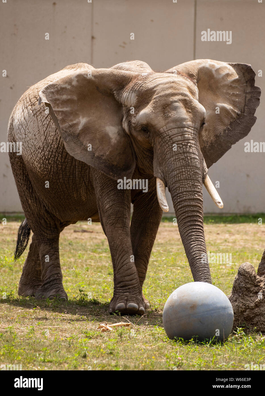 Milwaukee, USA. 30 juillet 2019. Les 38 ans de l'éléphant africain Ruth erre au Zoo de Milwaukee, Wisconsin, États-Unis, le 30 juillet 2019. Le zoo de Milwaukee a l'air d'être la nouvelle maison pour quelques éléphants plus apparaissant dans les cirques. (Photo par Joel Lerner/Xinhua) Credit : Xinhua/Alamy Live News Banque D'Images