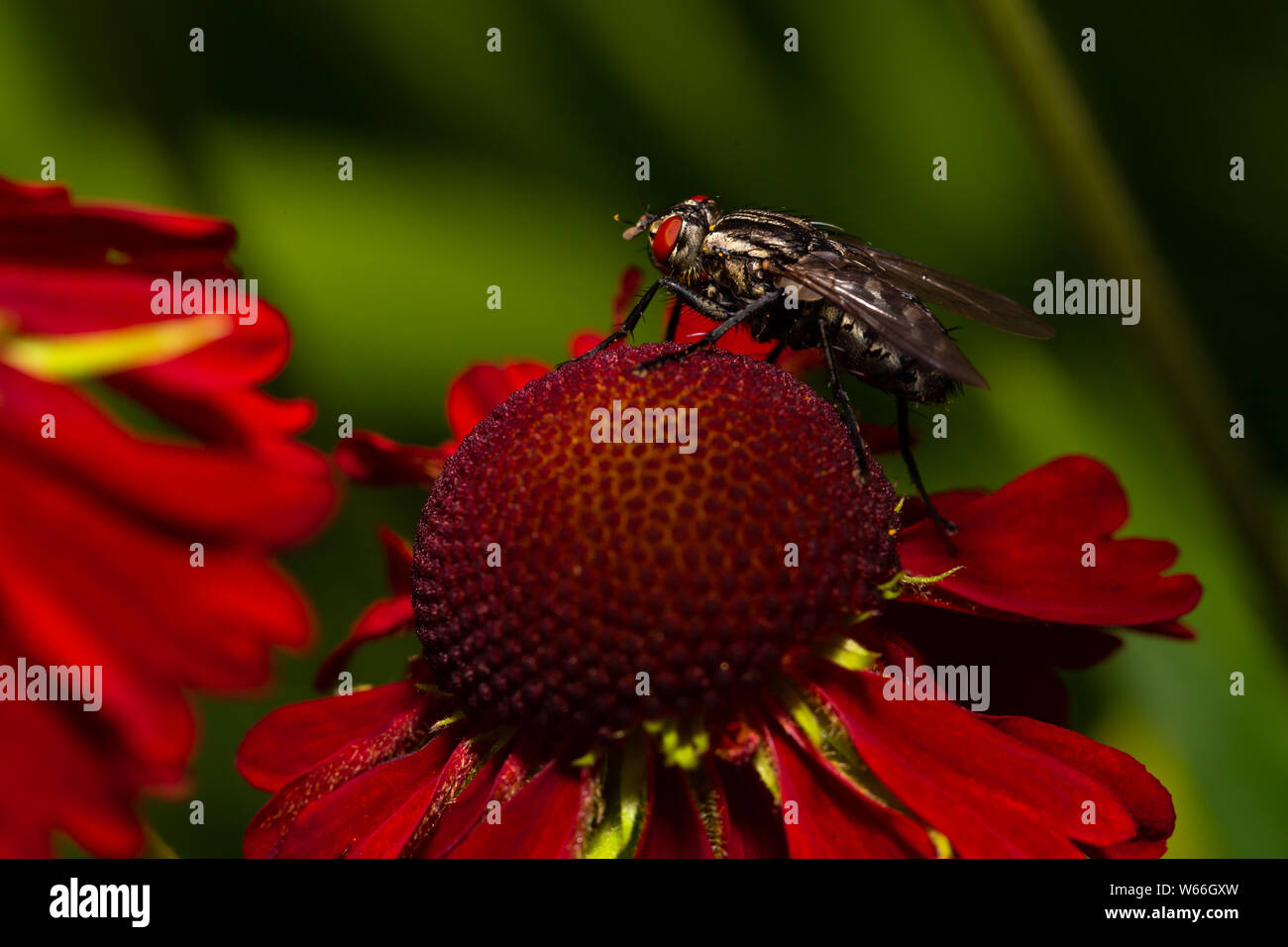 Maison commune à voler droit sur une fleur rouge Banque D'Images