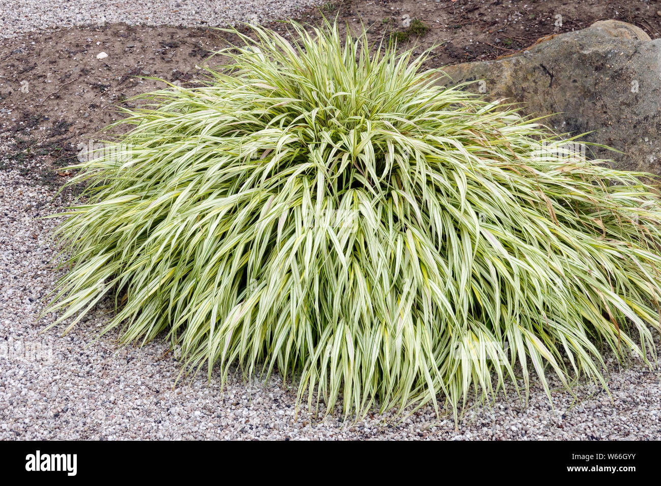 Hakonechloa macra 'Aureola', herbe d'ornement Banque D'Images