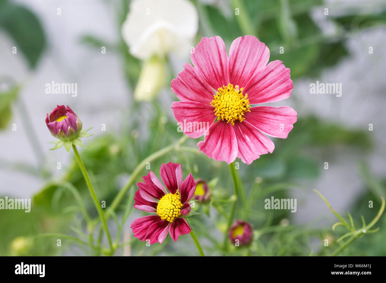 Cosmos bipinnatus 'Antiquité' fleur. Banque D'Images