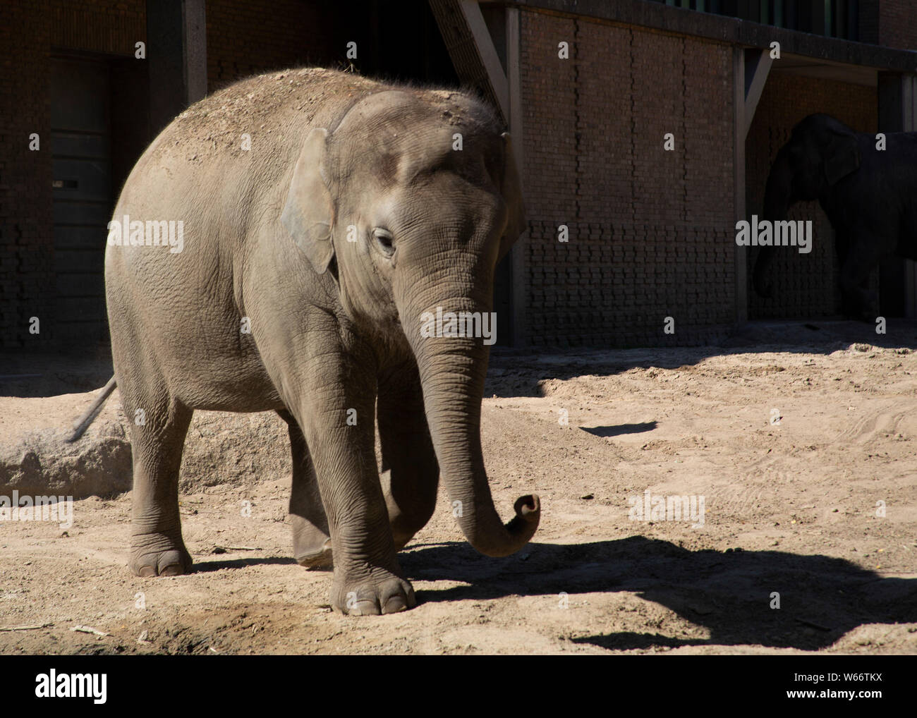 Zoo De Berlin, Allemagne. Banque D'Images