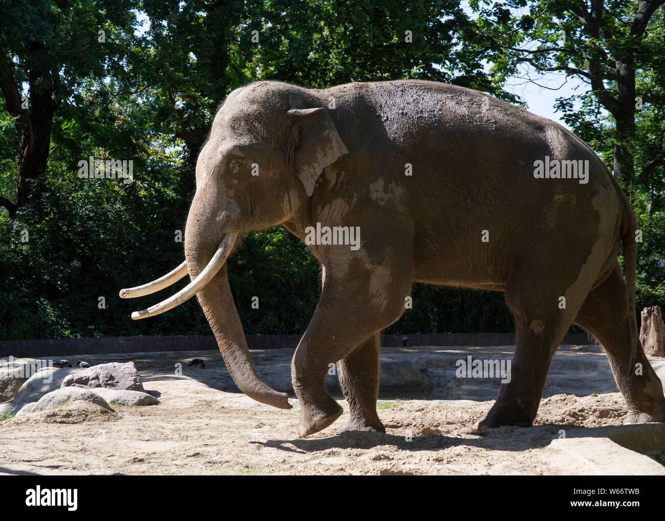 Zoo De Berlin, Allemagne. Banque D'Images