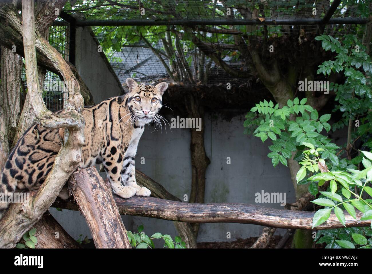 La panthère nébuleuse dans un centre de sauvetage des animaux Banque D'Images