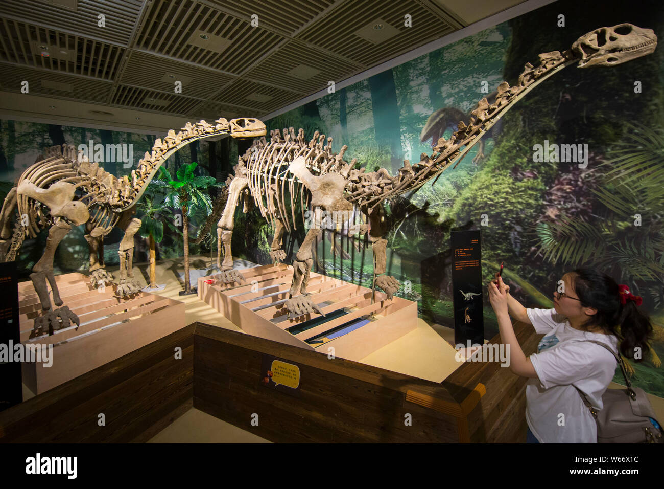 Voir les modèles de dinosaures sur l'affichage à l'exposition mondiale Jurassique Musée de Nanjing à Nanjing city Jiangsu province de Chine orientale, le 13 juillet 2018. L Banque D'Images