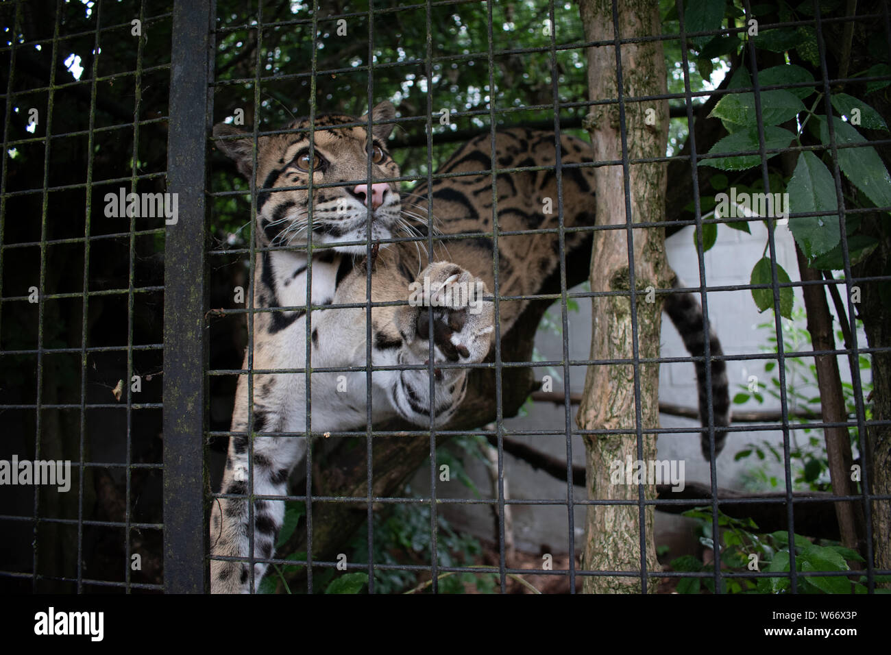 La panthère nébuleuse dans un centre de sauvetage des animaux Banque D'Images