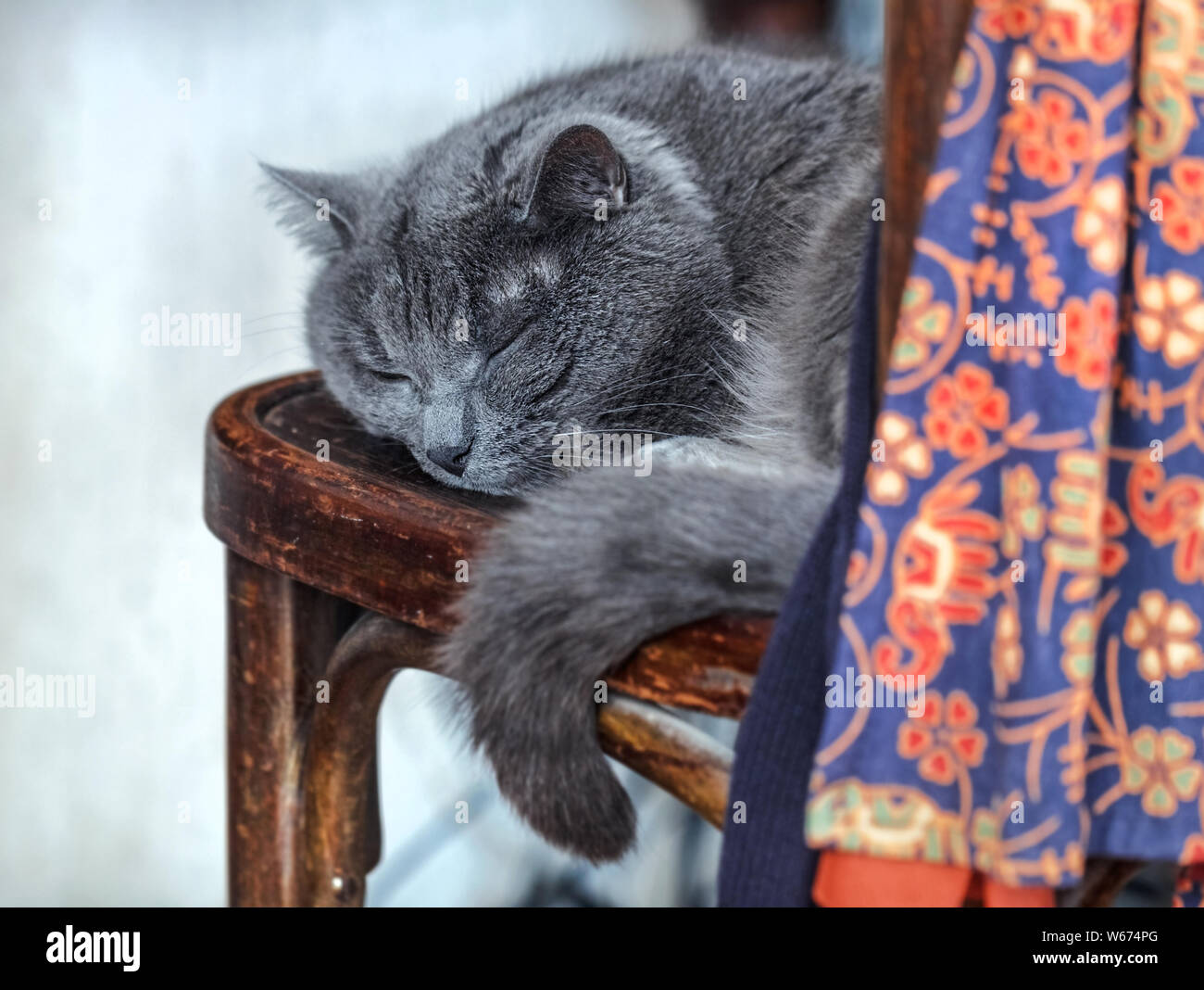 Couchage chat adulte gris sur l'ancien président Banque D'Images