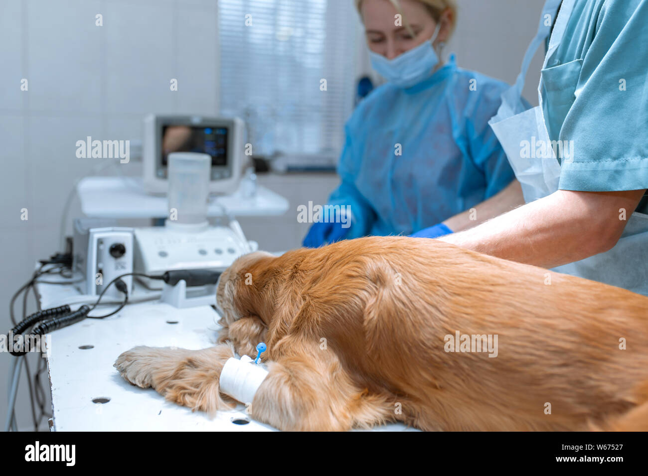 Un chien avec un cathéter dans sa patte est allongé sur la table d'opération dans une clinique vétérinaire. Un chien Cocker est en attente d'une chirurgie. Un vétérinaire est un Banque D'Images
