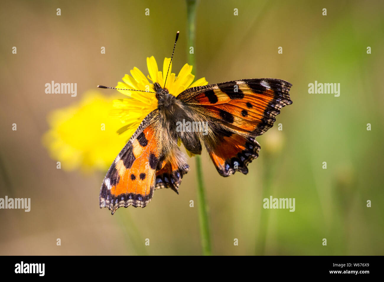 Aglais urticae (petite écaille, Kleiner Fuchs) Banque D'Images