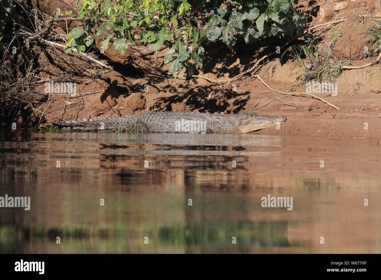 Saltwater Crocodile australien la rivière Daintree Queensland, Australie Banque D'Images