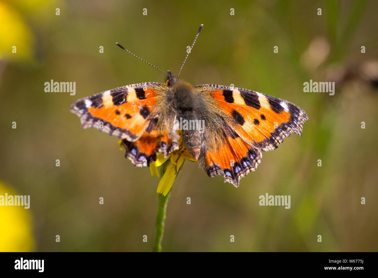 Aglais urticae (petite écaille, Kleiner Fuchs) Banque D'Images