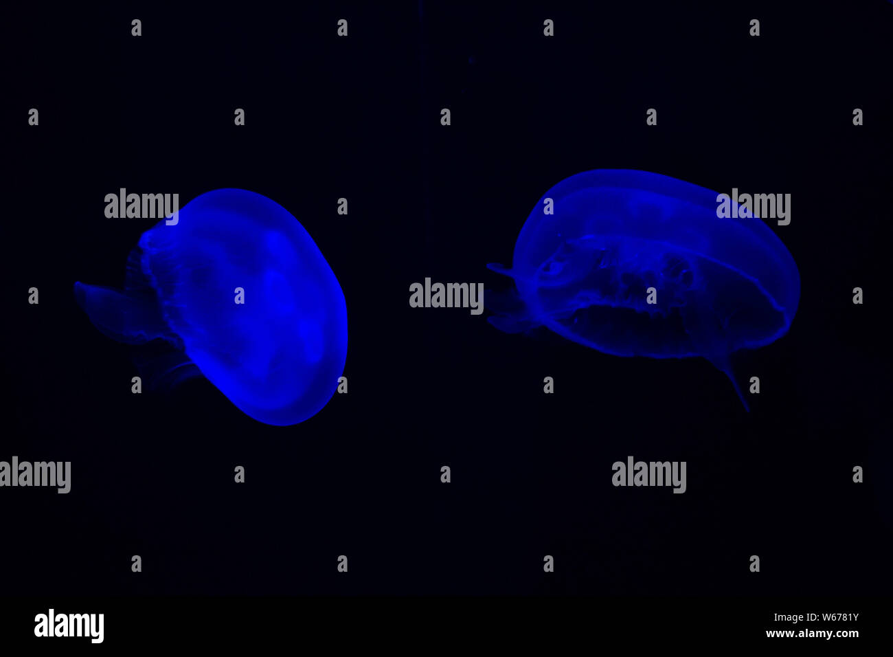 Méduse commune (Aurelia aurita) avec un fond sombre dans des tons bleus (également appelé méduse de lune, lune, gelée, ou une soucoupe de paraffine) Banque D'Images