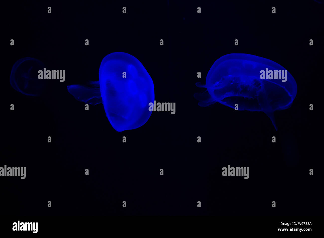 Méduse commune (Aurelia aurita) avec un fond sombre dans des tons bleus (également appelé méduse de lune, lune, gelée, ou une soucoupe de paraffine) Banque D'Images