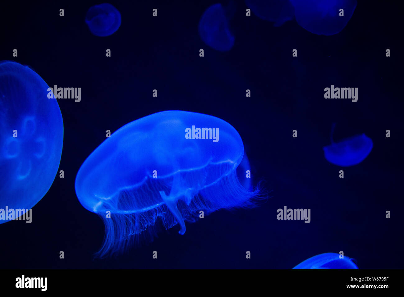 Méduse commune (Aurelia aurita) avec un fond sombre dans des tons bleus (également appelé méduse de lune, lune, gelée, ou une soucoupe de paraffine) Banque D'Images