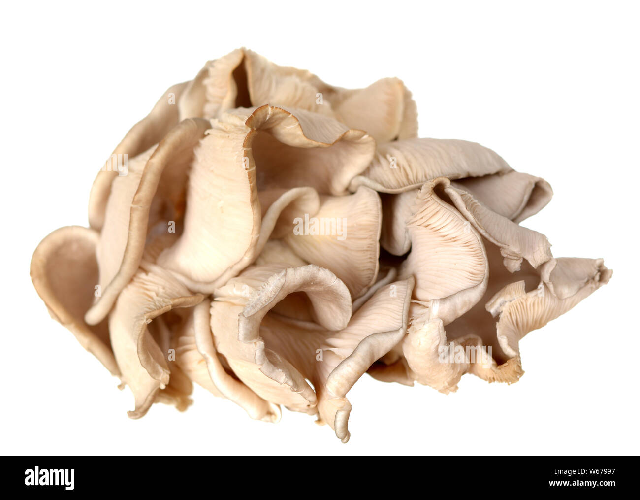 Eryngii Pleurotus mushroom isolé sur fond blanc Banque D'Images