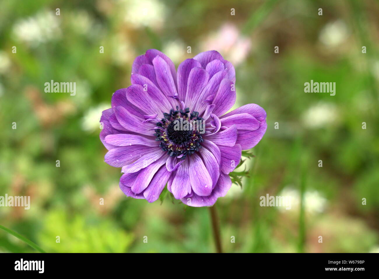 Plante vivace anémone violette avec des pétales de fleurs complètement  ouvertes et centre noir foncé de plus en jardin local sur le printemps  chaud et ensoleillé Photo Stock - Alamy