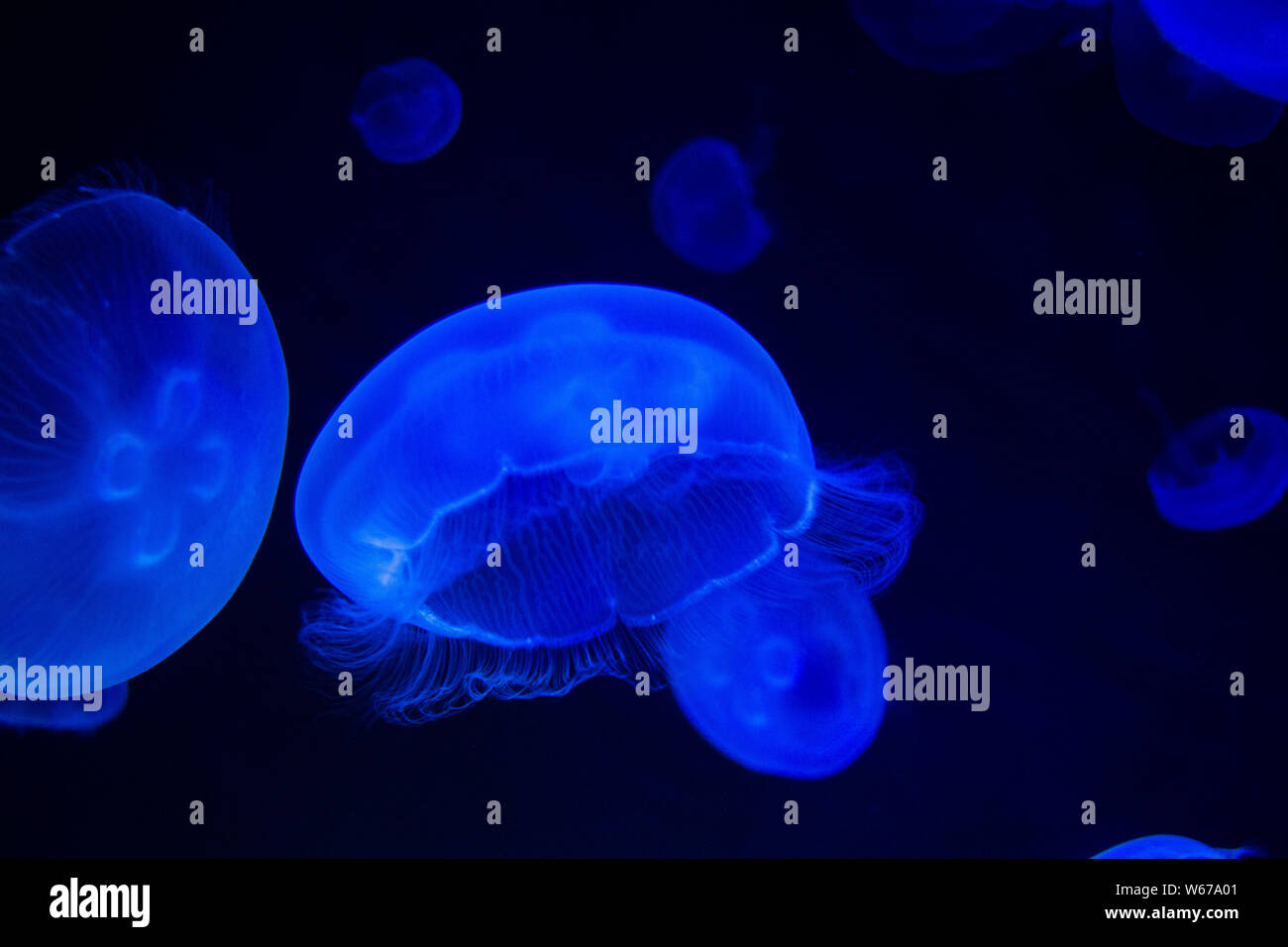 Méduse commune (Aurelia aurita) avec un fond sombre dans des tons bleus (également appelé méduse de lune, lune, gelée, ou une soucoupe de paraffine) Banque D'Images