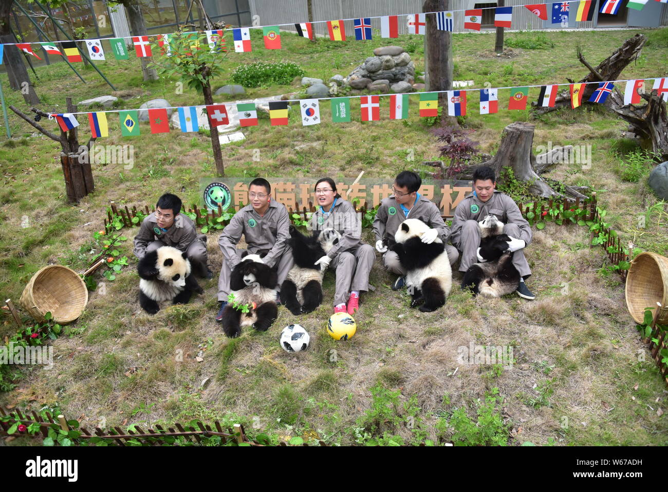 --FILE--éleveurs chinois posent pour des photos avec le panda géant d'oursons au cours d'une 'Panda' match de Coupe du monde sur une base de la Chine et de conservation Research Center fo Banque D'Images