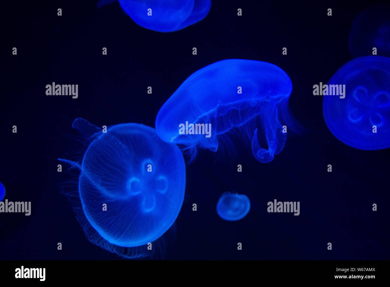 Méduse commune (Aurelia aurita) avec un fond sombre dans des tons bleus (également appelé méduse de lune, lune, gelée, ou une soucoupe de paraffine) Banque D'Images