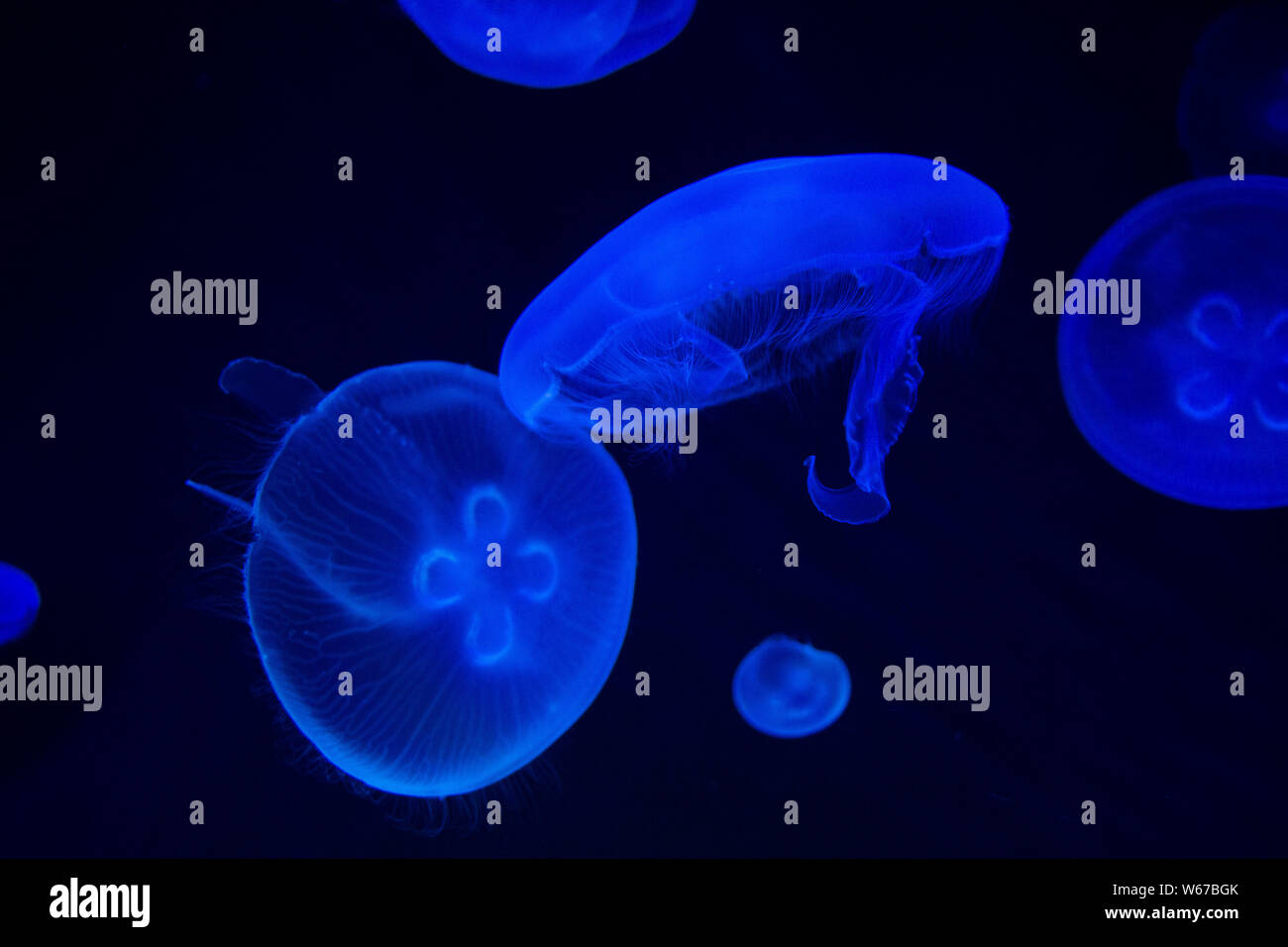 Méduse commune (Aurelia aurita) avec un fond sombre dans des tons bleus (également appelé méduse de lune, lune, gelée, ou une soucoupe de paraffine) Banque D'Images