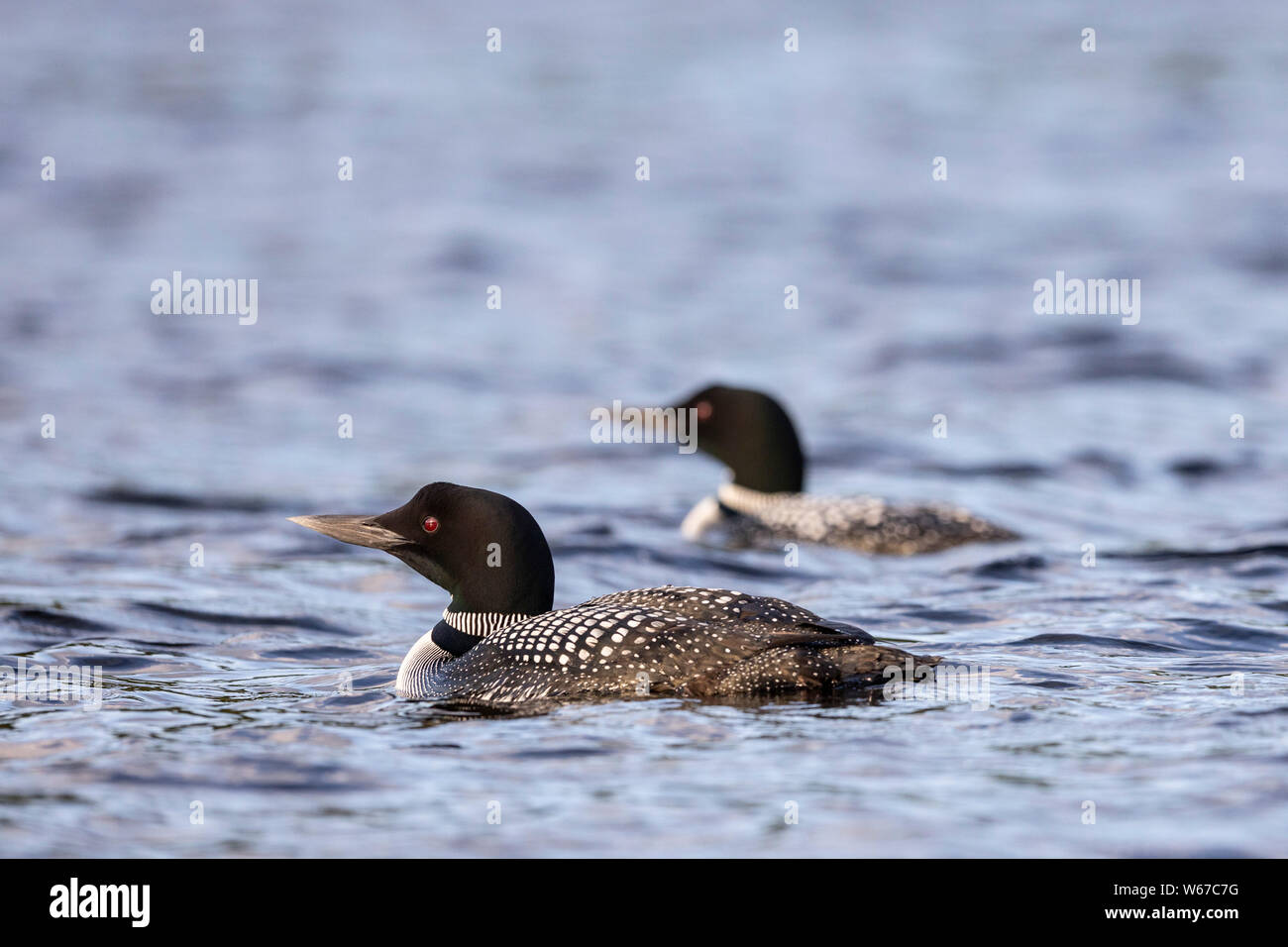 MAYNOOTH, ONTARIO, CANADA - 21 juillet 2019 : Deux Le plongeon huard (Gavia immer), partie de la famille Gaviidae baigner dans un lac en Ontario. ( Ryan Carter ) Banque D'Images