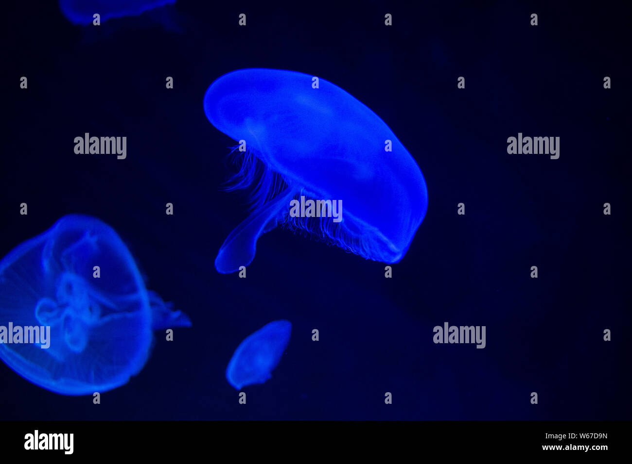 Méduse commune (Aurelia aurita) avec un fond sombre dans des tons bleus (également appelé méduse de lune, lune, gelée, ou une soucoupe de paraffine) Banque D'Images