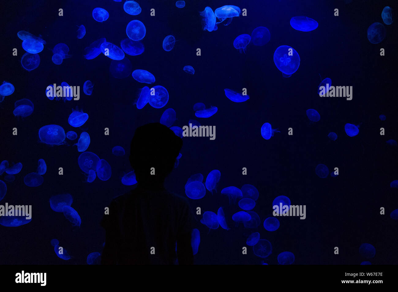 Méduse commune (Aurelia aurita) avec un fond sombre dans des tons bleus (également appelé méduse de lune, lune, gelée, ou une soucoupe de paraffine) Banque D'Images