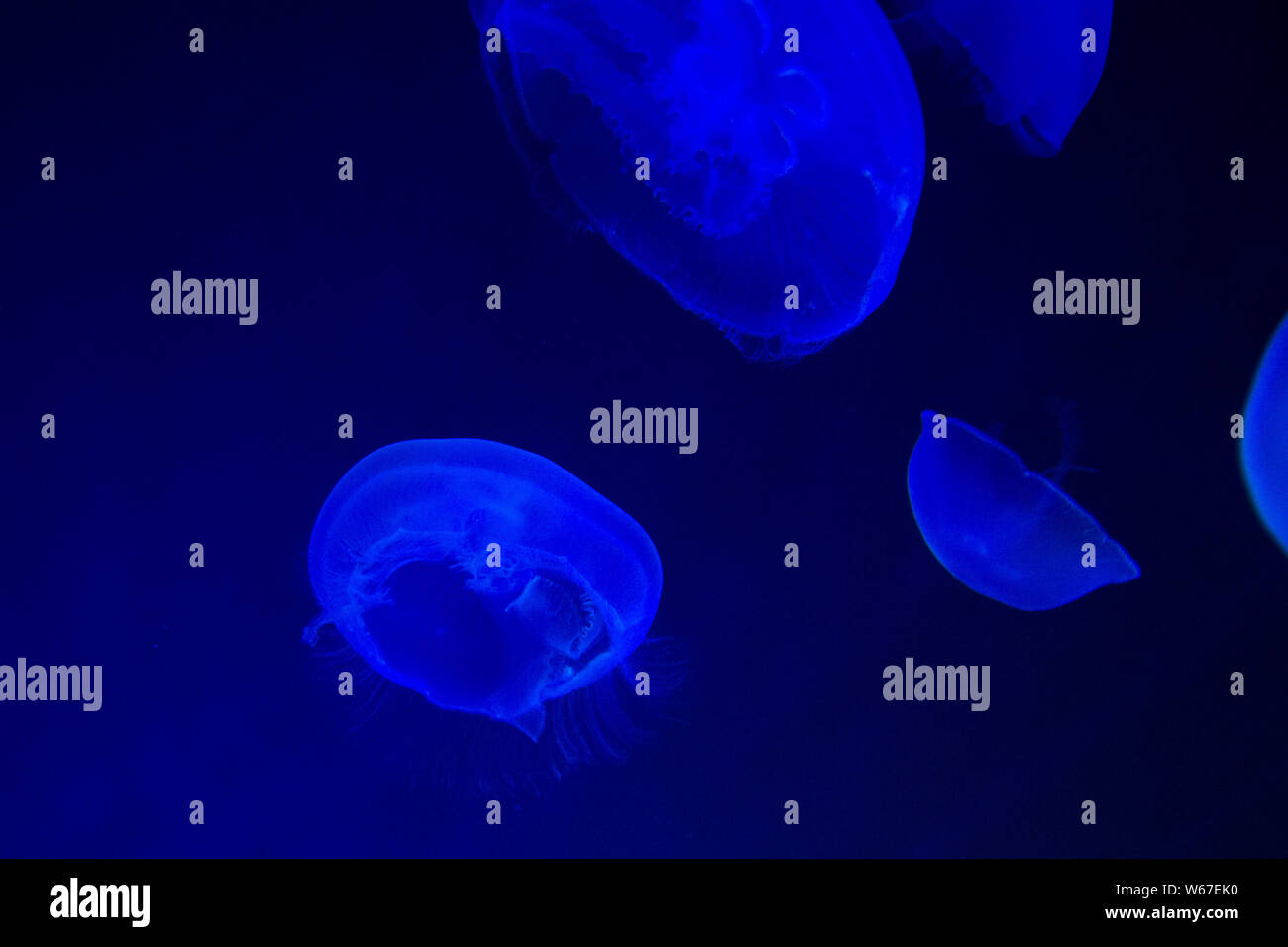 Méduse commune (Aurelia aurita) avec un fond sombre dans des tons bleus (également appelé méduse de lune, lune, gelée, ou une soucoupe de paraffine) Banque D'Images