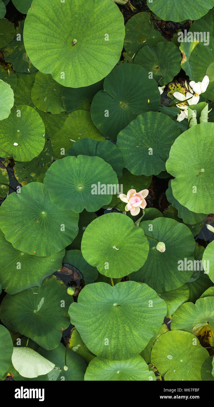 Une vue aérienne de fleurs de lotus dans un étang de lotus à un parc dans la ville de Qingdao, province de Shandong en Chine orientale, le 13 juillet 2018. Photo aérienne prise le mois de juillet Banque D'Images