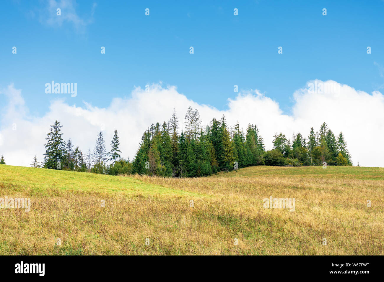 Forêt de sapins sur la colline. une campagne magnifique décor en début de l'automne. traversé l'herbe sur la prairie. grand nuage blanc derrière le paysage Banque D'Images