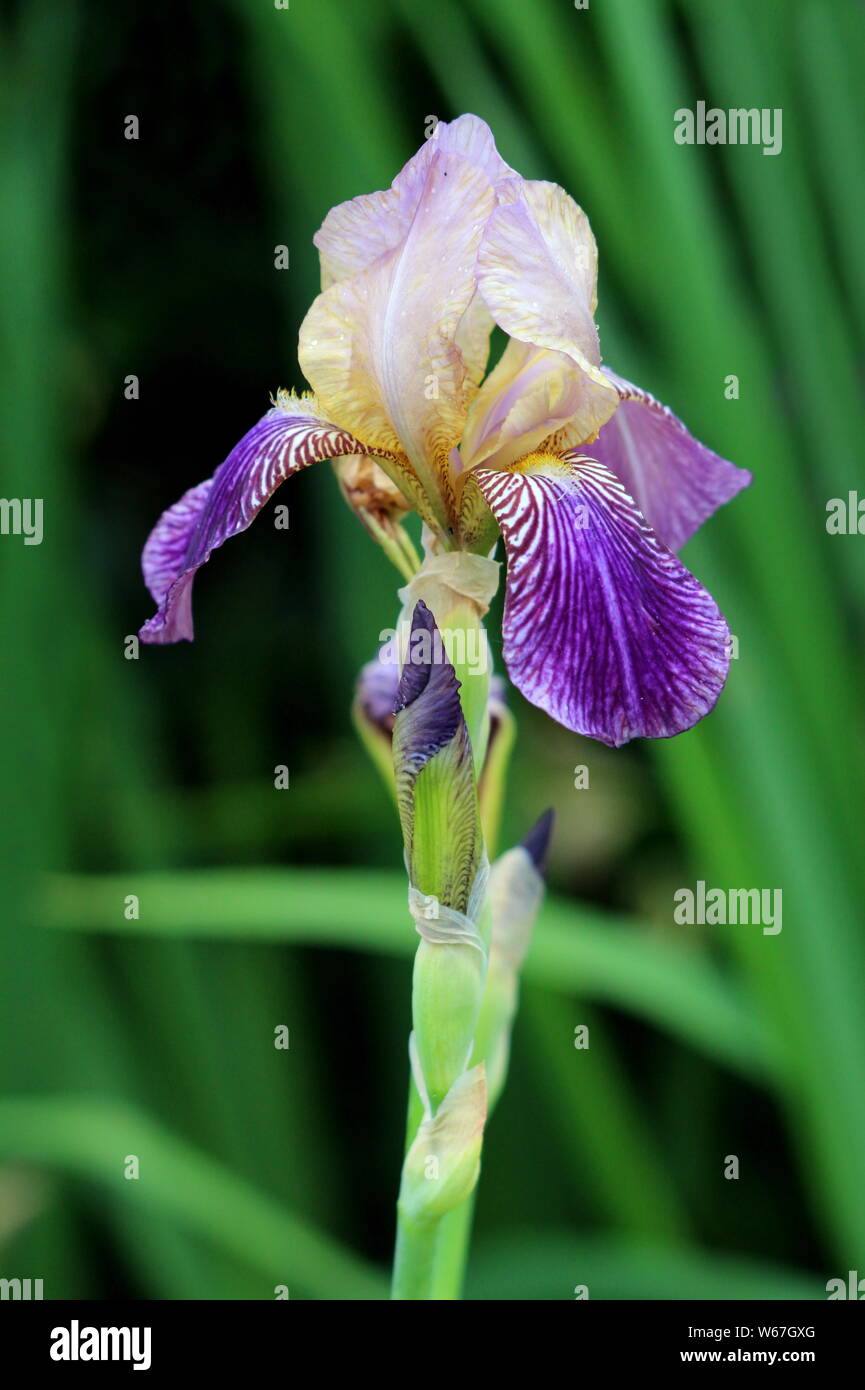 La floraison des plantes vivaces iris commence à s'ouvrir les fleurs violet  colorés sur une seule longue tige plantée dans le jardin urbain local sur  le printemps chaud et ensoleillé Photo Stock -