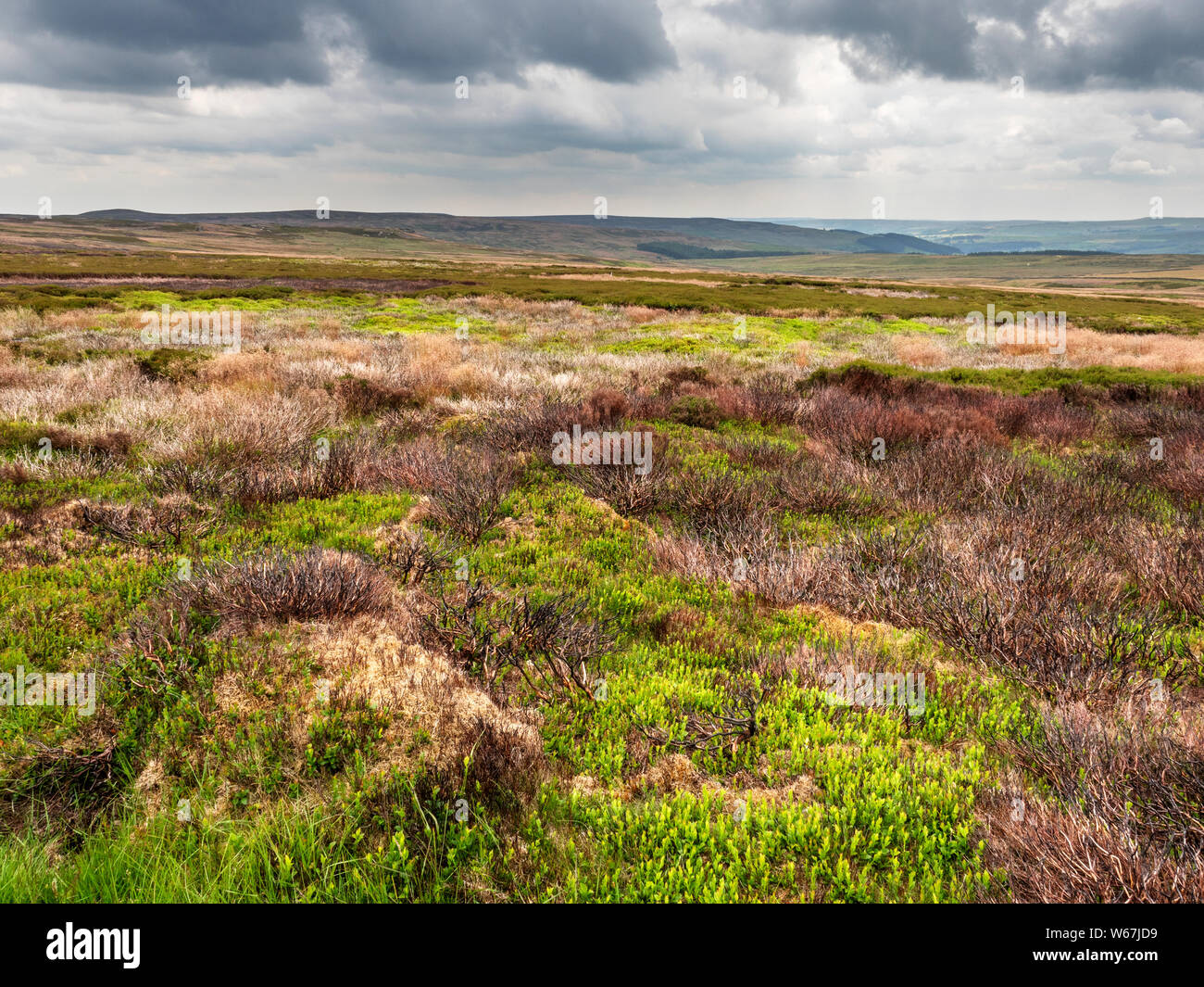 Heather brûlés sur la lande près de Lofthouse gérés dans la Nidderdale North Yorkshire Angleterre Banque D'Images