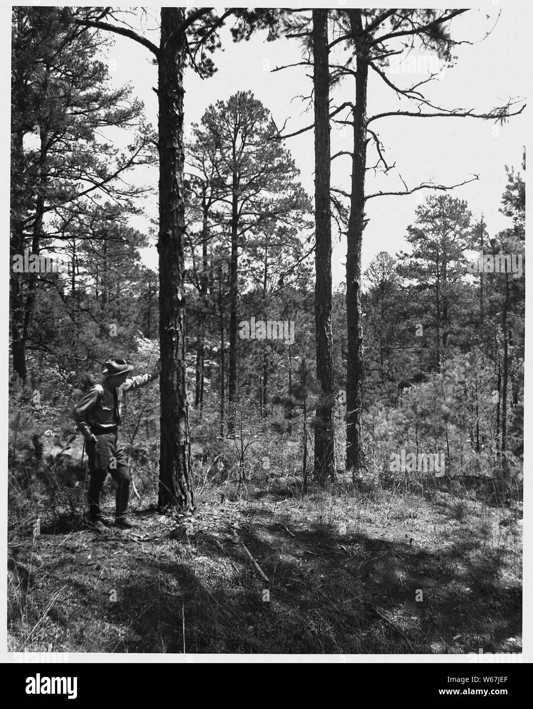 Newberry County, Caroline du Sud. Un vieux peuplement de pin gris sur les terres érodées par le feu maintenant guéri plus de contr . . . ; Portée et contenu : la légende complète se lit comme suit : Newberry County, Caroline du Sud. Un vieux peuplement de pin gris sur les terres érodées maintenant disparu au cours de la lutte contre les incendies et d'arbres et d'autres de la croissance des plantes. Les carences du sol, de l'érosion sont à l'origine de la lenteur de la croissance et de la mort des pins avant d'atteindre une grande taille. Ces pins mourant sont marqués pour la coupe et commercialisé par le Service forestier afin de récupérer le bois avant qu'il meurt. Banque D'Images