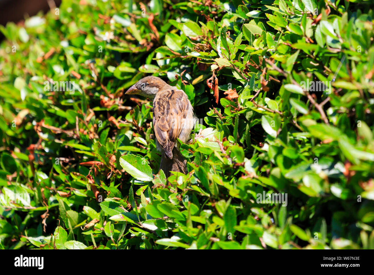 Femelle adulte, Moineau domestique, Passer domesticus, dans un Pyrcantha bush. Banque D'Images