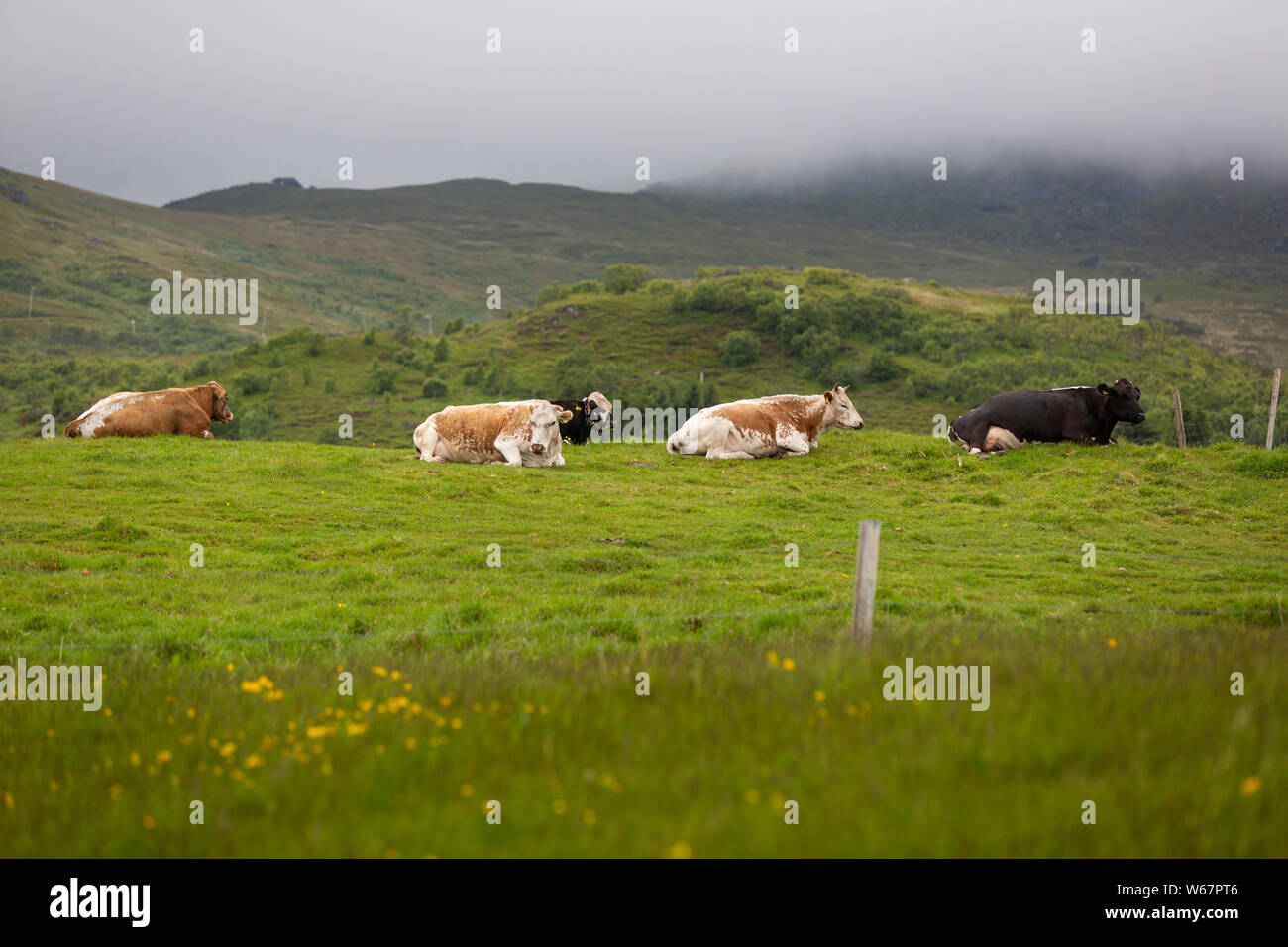 Plusieurs vaches couchée sur un pré près de Børg, Vestvågøya, îles Lofoten, Norvège Banque D'Images