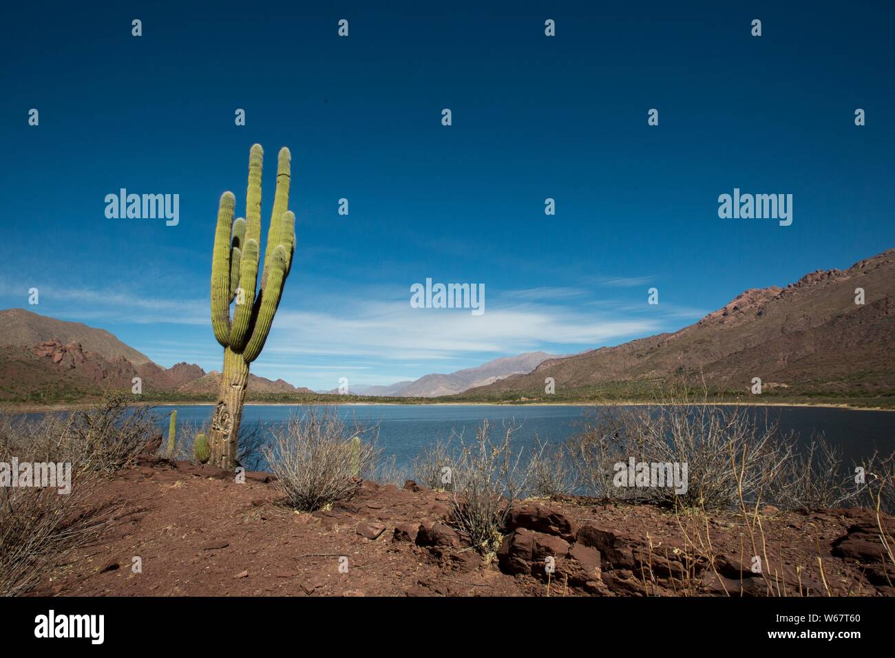 Montagnes Lac avec un cactus Banque D'Images