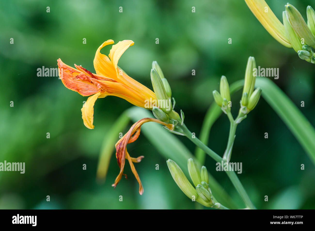 Iris, jardin à Hambourg, Allemagne Banque D'Images