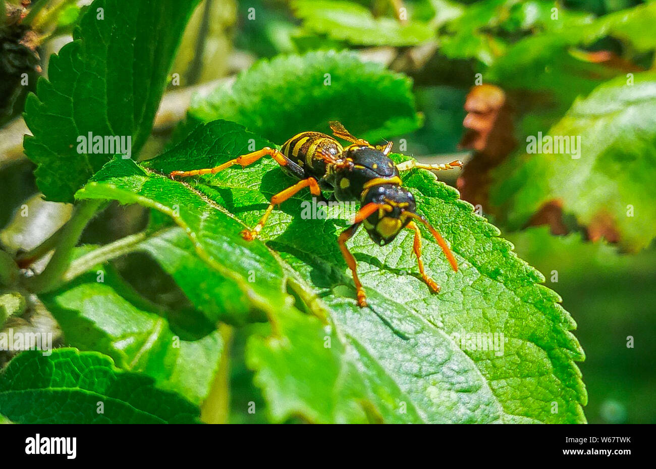 Hornet sur feuilles de pommier, jardin à Hambourg, Allemagne Banque D'Images